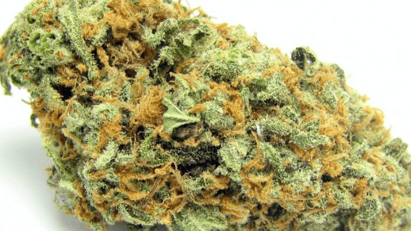 Weed price Prague. 
                    Lucy Marijuana Strain