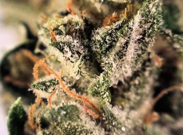 Weed price Prague. 
                    Sour OG Marijuana Strain