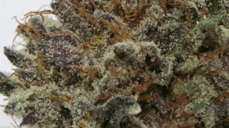 Weed price Prague. 
                    Dr. Funk Marijuana Strain