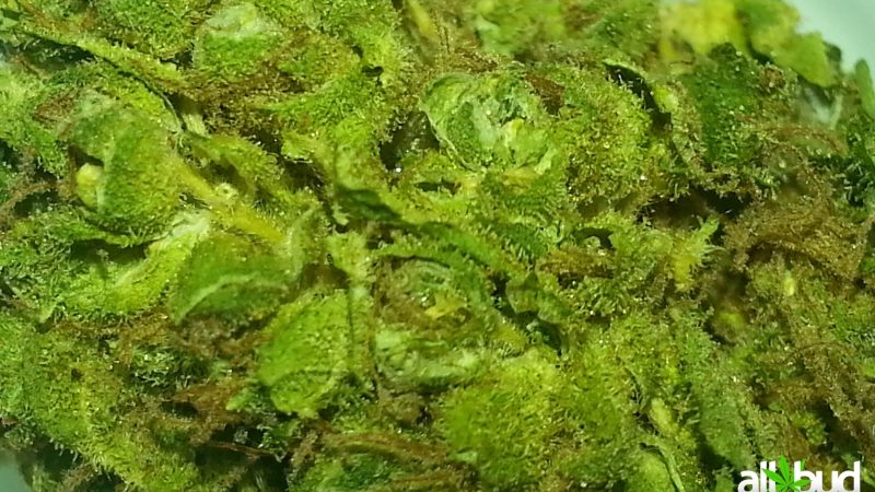 Weed price Prague. 
                    Qrazy Train Marijuana Strain