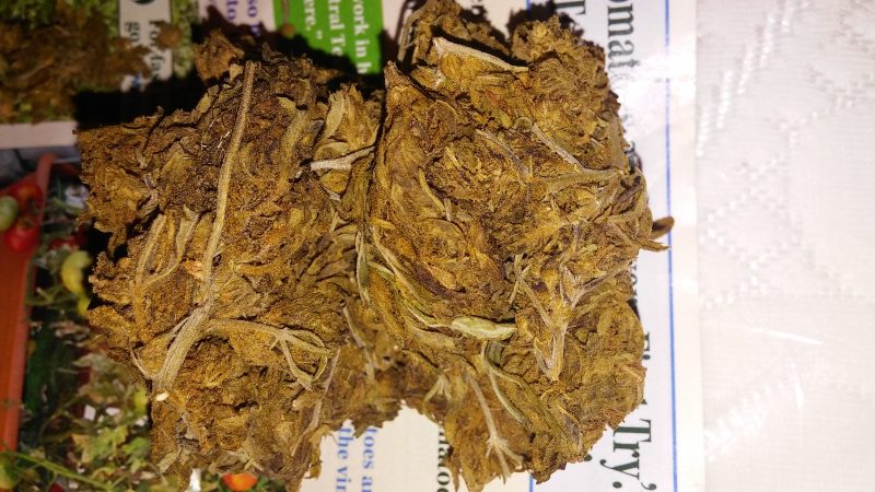 Weed price Prague. 
                    Bettie Page Marijuana Strain