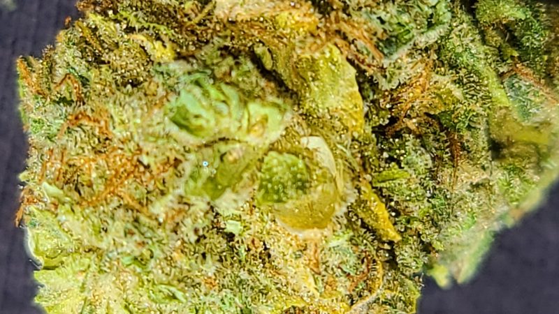 Weed price Prague. 
                    Akorn Marijuana Strain