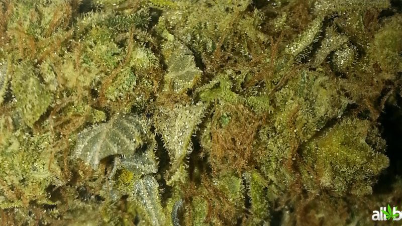 Weed price Prague. 
                    West Coast Diesel Marijuana Strain