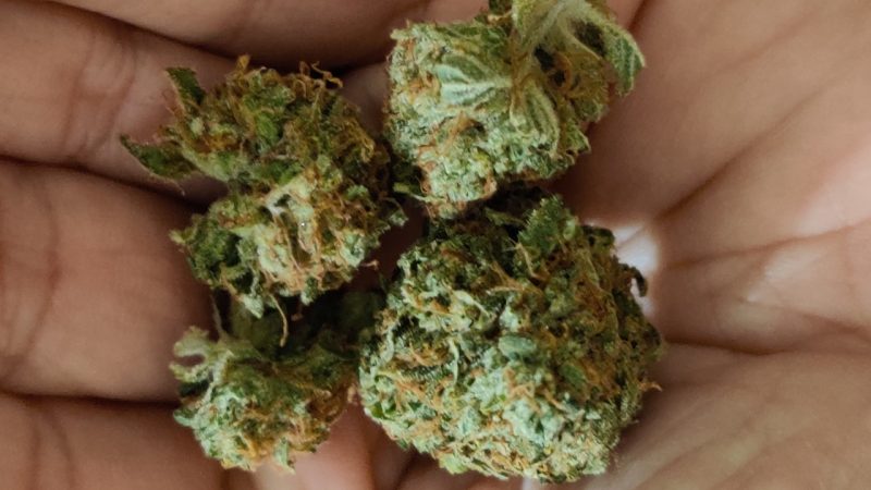 Weed price Prague. 
                    Jabberwocky Marijuana Strain