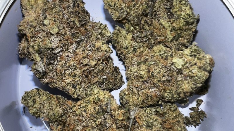 Weed price Prague. 
                    Mint Chocolate Chip Marijuana Strain