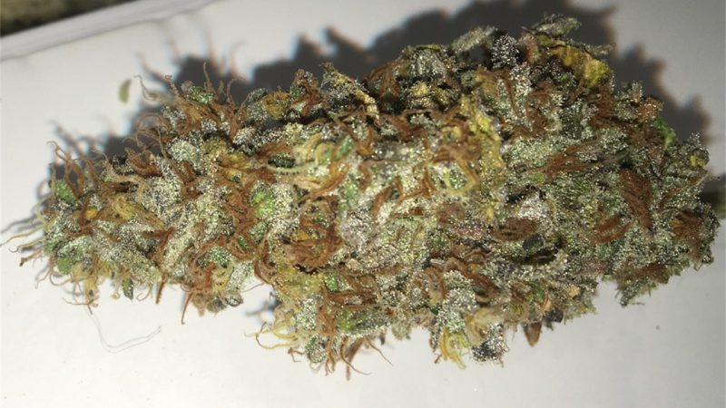 Weed price Prague. 
                    Jack Diesel Marijuana Strain