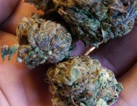 Weed price Prague. 
                    Sour Alien Marijuana Strain