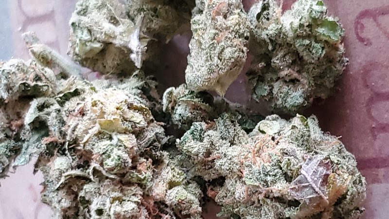 Weed price Prague. 
                    Pink Taco Marijuana Strain