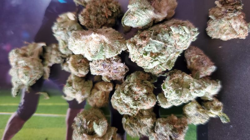 Weed price Prague. 
                    Gushers Marijuana Strain