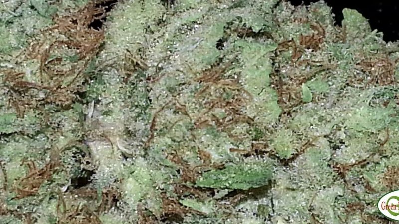 Weed price Prague. 
                    Northern Lights #5 Marijuana Strain