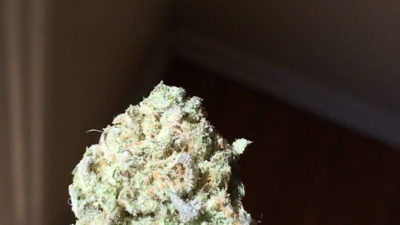 Weed price Prague. 
                    Cenex Marijuana Strain