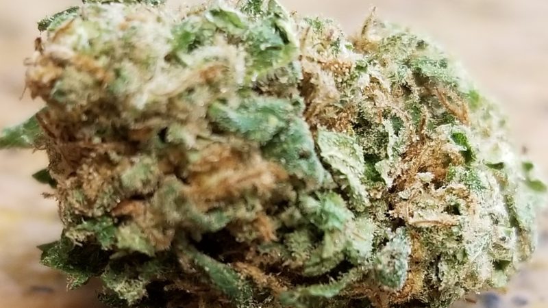Weed price Prague. 
                    Abusive OG Marijuana Strain