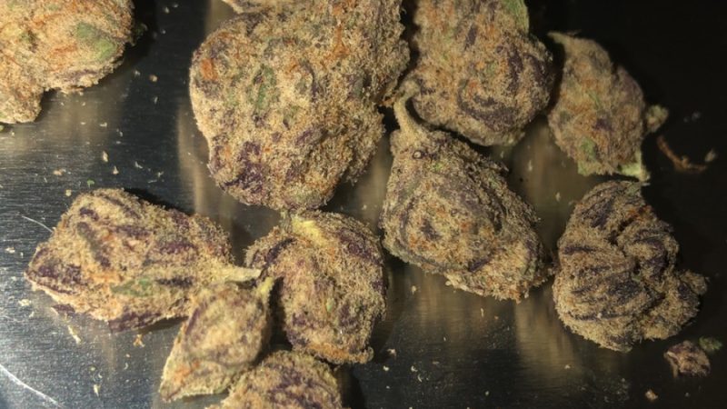 Weed price Prague. 
                    Purple Cat Piss Marijuana Strain