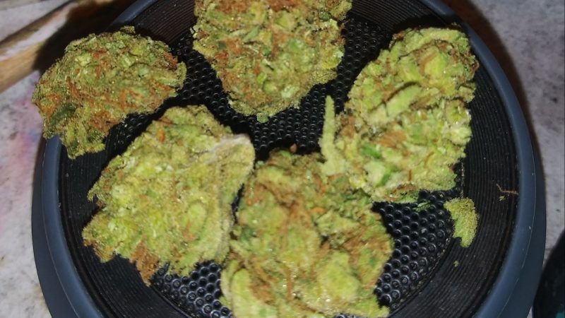 Weed price Prague. 
                    Black Jack Marijuana Strain