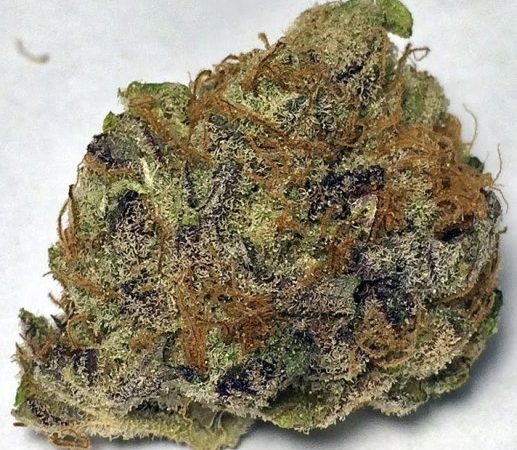 Weed price Prague. 
                    Pink Champagne Marijuana Strain