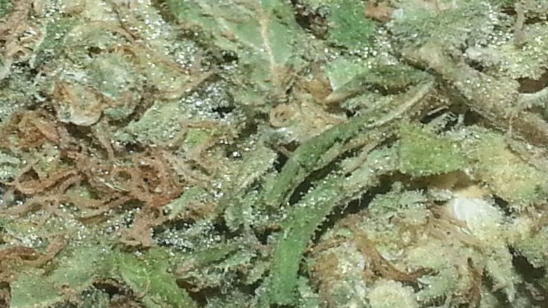Weed price Prague. 
                    Opal Avalanche Marijuana Strain