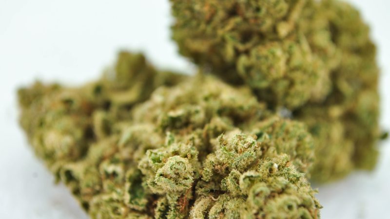 Weed price Prague. 
                    Cashey’s Honey Marijuana Strain