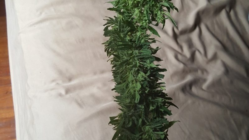 Weed price Prague. 
                    Kandy Kush Marijuana Strain